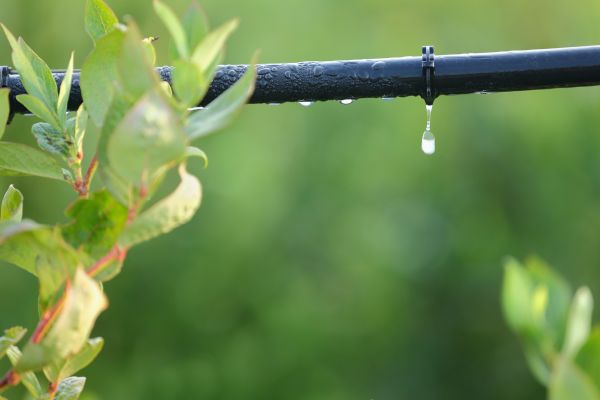 Drip System Installation in Acworth