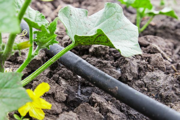Drip Irrigation Installation