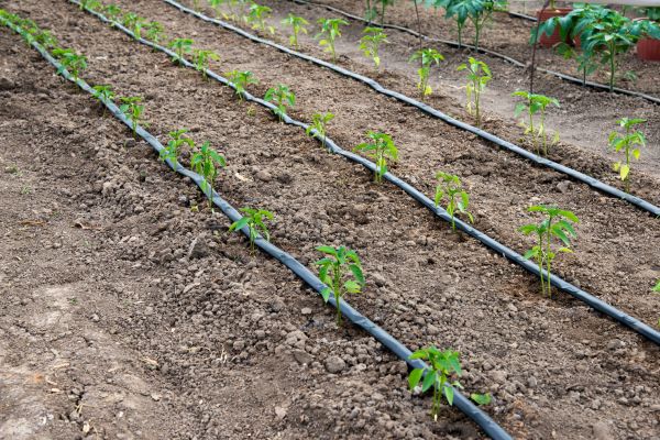 Drip System Line Replacement